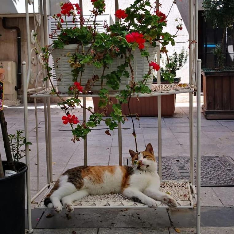 Gafa Garden Hostel & Apartments - Great Location อิสตันบูล ภายนอก รูปภาพ